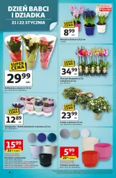 Gazetka promocyjna Auchan - Gazetka 30 Lat Hipermarket Auchan - Gazetka - ważna od 21.01 do 21.01.2026 - strona 4 - produkty: Ryż, Hiacynt, Storczyk, Osłonka