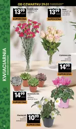 Gazetka promocyjna Delikatesy Centrum - Franczyza DC05 Czwartek - Gazetka - ważna od 04.02 do 04.02.2026 - strona 38 - produkty: Cyklamen, Róża, Bukiet