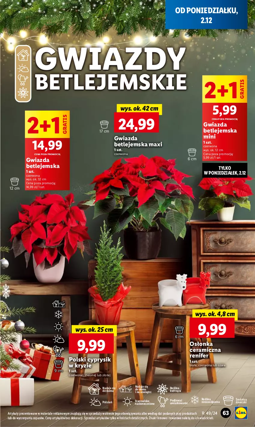 Gazetka promocyjna Lidl - GAZETKA - ważna 02.12 do 04.12.2024 - strona 67 - produkty: Cień, Cyprysik, Gra, Gwiazda, O nas, Osłonka, Por, Renifer