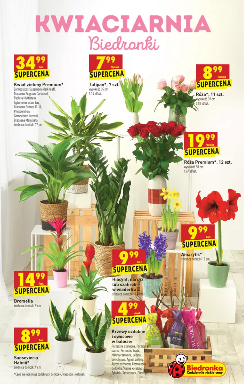 Gazetka promocyjna Biedronka - W tym tygodniu PN - ważna 25.02 do 03.03.2021 - strona 53 - produkty: Amarylis, Bromelia, Gin, Gra, Gres, Hiacynt, Kamis, Koc, Por, Róża, Sok, Stek, Tulipan