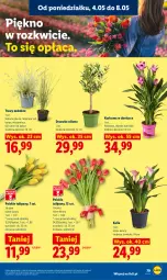 Gazetka promocyjna Lidl - Gazetka ważna od 04.05 do 06.05 - Gazetka - ważna od 06.05 do 06.05.2026 - strona 85 - produkty: Kurkuma, Sok, Tulipan, Bukiet