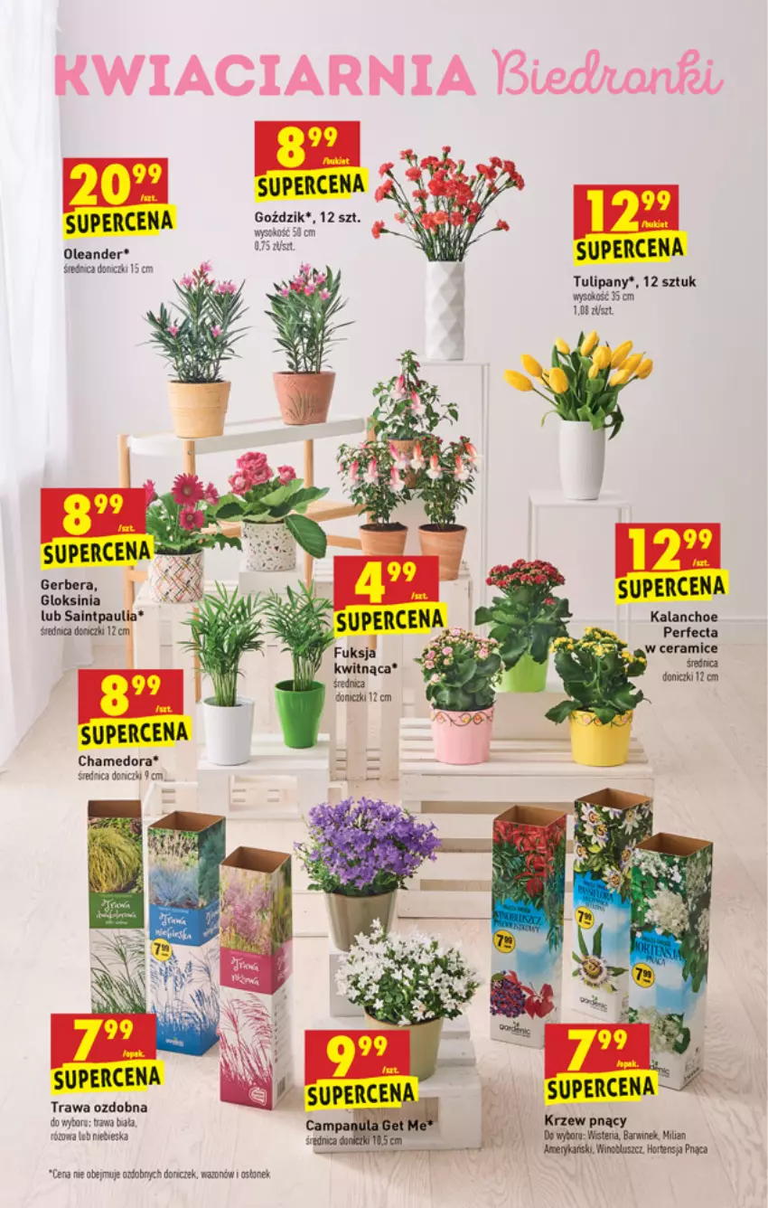 Gazetka promocyjna Biedronka - W tym tygodniu - ważna 04.05 do 08.05.2021 - strona 13 - produkty: Gerber, Kalanchoe, Perfecta, Sok, Tulipan