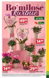 Gazetka promocyjna Stokrotka - Supermarket - Gazetka - ważna od 18.02 do 18.02.2026 - strona 9 - produkty: Warzywa, Ser, Cyklamen, Róża, Optima, Storczyk, Owoce, Mięso