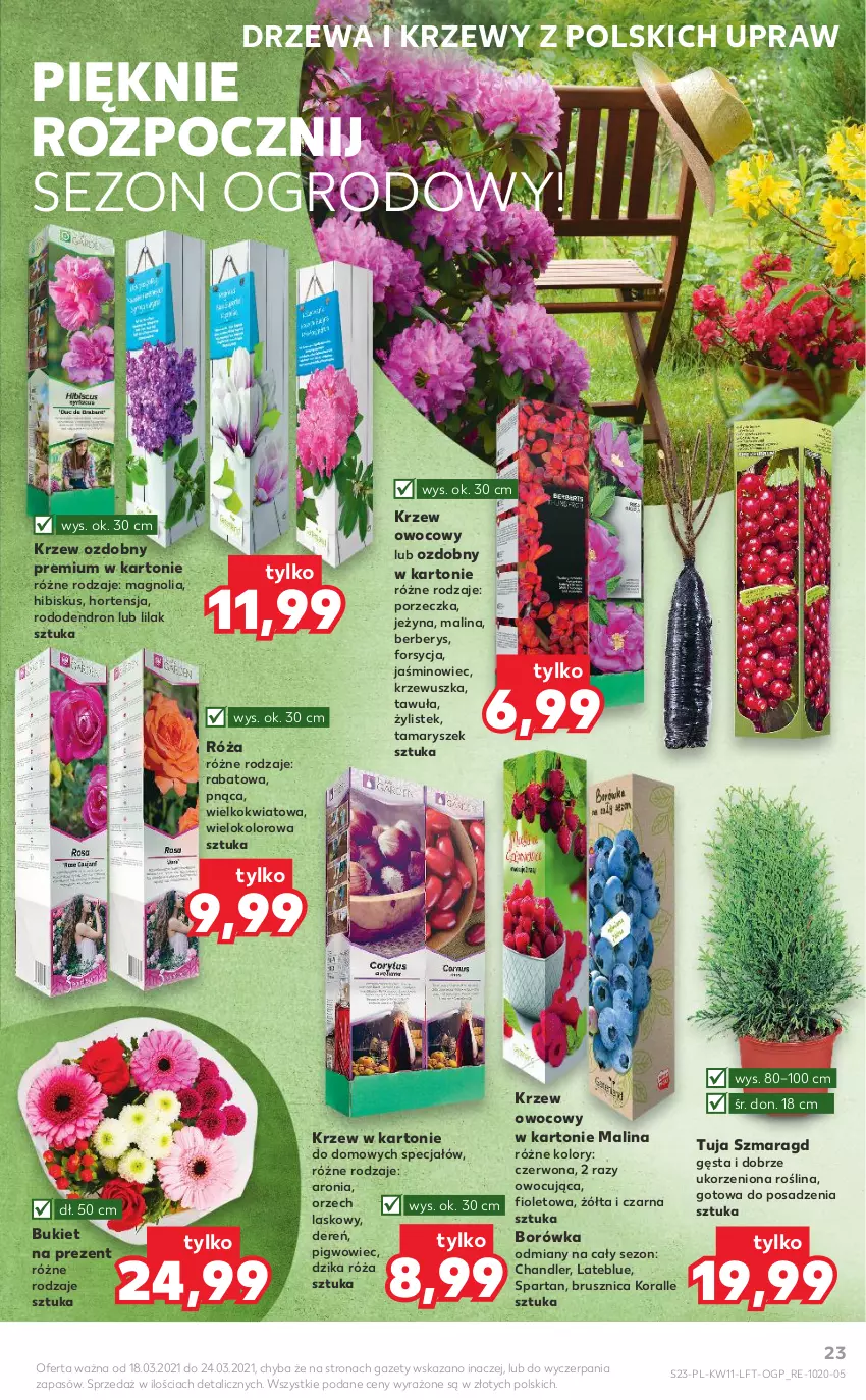 Gazetka promocyjna Kaufland - OFERTA TYGODNIA - ważna 18.03 do 24.03.2021 - strona 23 - produkty: Aronia, Borówka, Bukiet, Dereń, Dron, Dzika róża, Hibiskus, Pigwowiec, Por, Róża, Stek