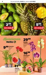 Gazetka promocyjna Netto - Artykuły spożywcze - Gazetka - ważna od 04.11 do 04.11.2023 - strona 6 - produkty: Amarylis, Szlumbergera, Ananas, Storczyk