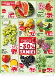 Gazetka promocyjna Kaufland - Gazetka tygodnia - Gazetka - ważna od 21.08 do 21.08.2024 - strona 19 - produkty: Gerber, Chryzantema, Jeżyny, Winogrona, Arbuz, Wino, Grunt, Mango, Jabłka