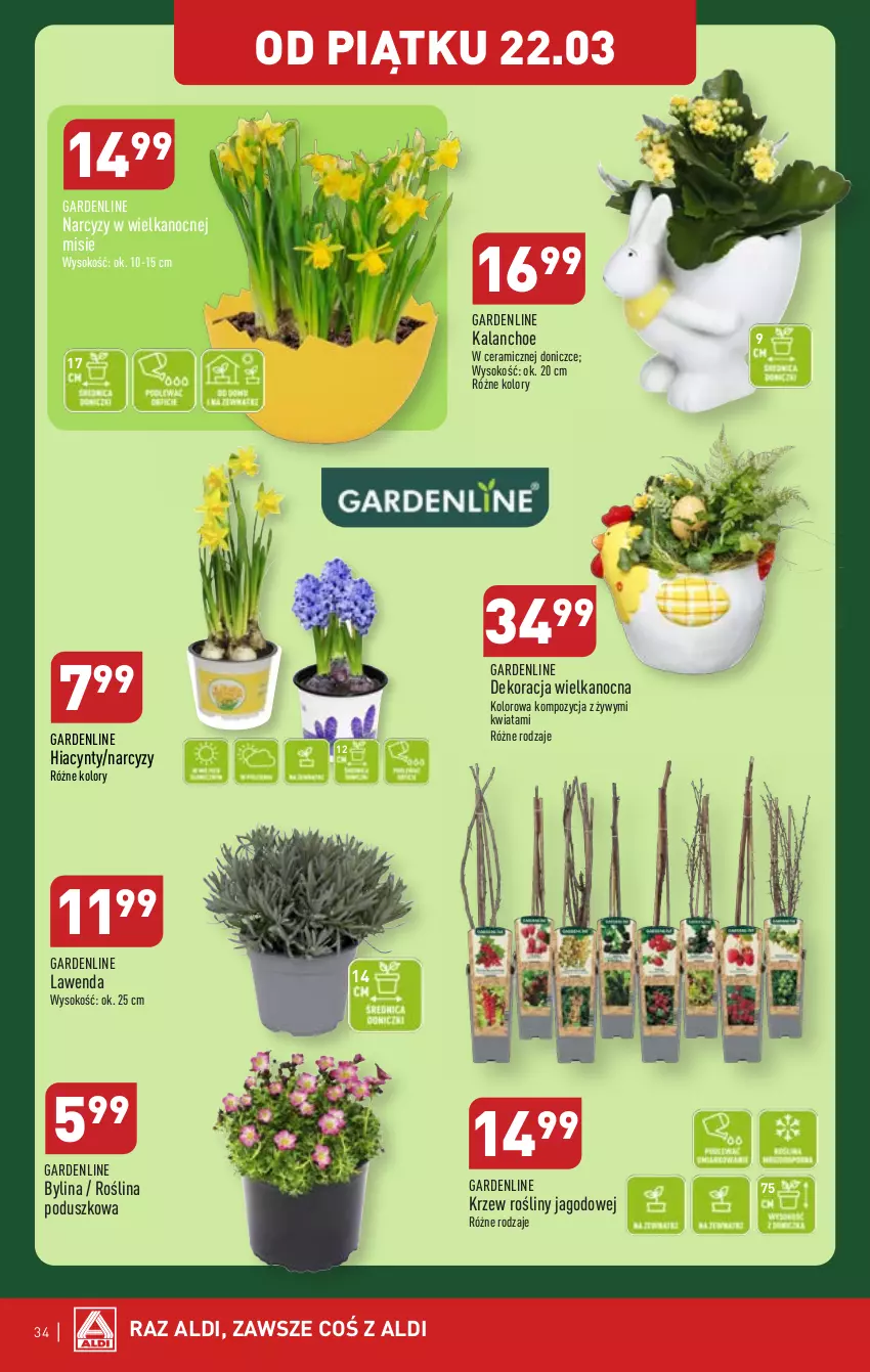 Gazetka promocyjna Aldi - Pełna oferta - ważna 18.03 do 24.03.2024 - strona 34 - produkty: Hiacynt, Kalanchoe, Narcyz, Sok