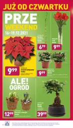 Gazetka promocyjna Aldi - Pełny katalog - Gazetka - ważna od 19.12 do 19.12.2021 - strona 28 - produkty: Sok, Hiacynt, Amarylis, Kosz, Kalanchoe, Gwiazda, Bukiet