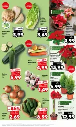 Gazetka promocyjna Kaufland - Mocny Start - Gazetka - ważna od 29.11 do 29.11.2023 - strona 17 - produkty: Cebula, Amarylis, Czosnek, Grunt