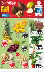 Gazetka promocyjna Kaufland - Gazetka tygodnia - Gazetka - ważna od 06.09 do 06.09.2023 - strona 9 - produkty: Gra, Pietruszka, Seler korzeń, Cytryny, Ananas, Siatka, Gruszki, Winogrona, Wino, Grunt