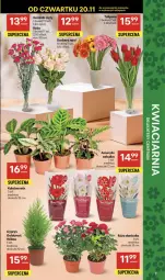 Gazetka promocyjna Delikatesy Centrum - Franczyza DC47 Czwartek - Gazetka - ważna od 26.11 do 26.11.2025 - strona 7 - produkty: Gerber, Tulipan, Róża, Bukiet