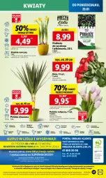 Gazetka promocyjna Lidl - GAZETKA - Gazetka - ważna od 31.01 do 31.01.2024 - strona 61 - produkty: Sok, Por, Gry, Tulipan, Cień, O nas, Mola, Bukiet, Narcyz