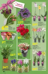 Gazetka promocyjna Auchan - przeNISKIE CENY prze smacznego Dnia Kobiet Hipermarkety - Gazetka - ważna od 09.03 do 09.03.2022 - strona 30 - produkty: Campanula, Tulipan, Kalanchoe, Storczyk, Bukiet