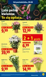 Gazetka promocyjna Lidl - Gazetka ważna od 29.06 do 1.07 - Gazetka - ważna od 01.07 do 01.07.2026 - strona 83 - produkty: Campanula, Gra, Gerber, Bukiet