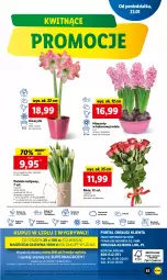 Gazetka promocyjna Lidl - GAZETKA - Gazetka - ważna od 25.01 do 25.01.2023 - strona 69 - produkty: Sok, Por, Gry, Hiacynt, Tulipan, Amarylis, Cień, O nas, Mola, Bukiet