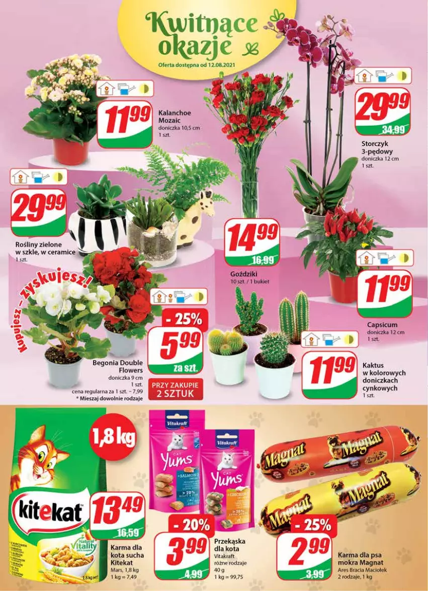 Gazetka promocyjna Dino - Gazetka - ważna 11.08 do 17.08.2021 - strona 16 - produkty: Bukiet, Cynk, Kaktus, Kalanchoe, KiteKat, Mars, Storczyk, Vitakraft