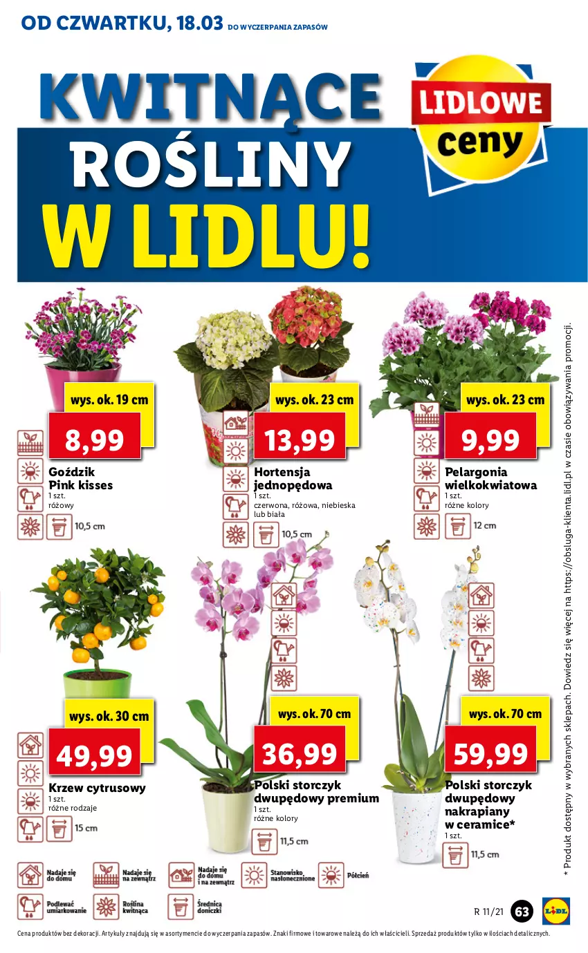 Gazetka promocyjna Lidl - GAZETKA - ważna 18.03 do 20.03.2021 - strona 63 - produkty: Storczyk