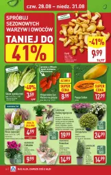 Gazetka promocyjna Aldi - Pełna oferta - Gazetka - ważna od 31.08 do 31.08.2025 - strona 28 - produkty: Sok, NBA, Cyklamen, Papaja, Cyprysik, Chryzantema, Chia, Kalanchoe, Tera, Dron, Sałat, Pomidory