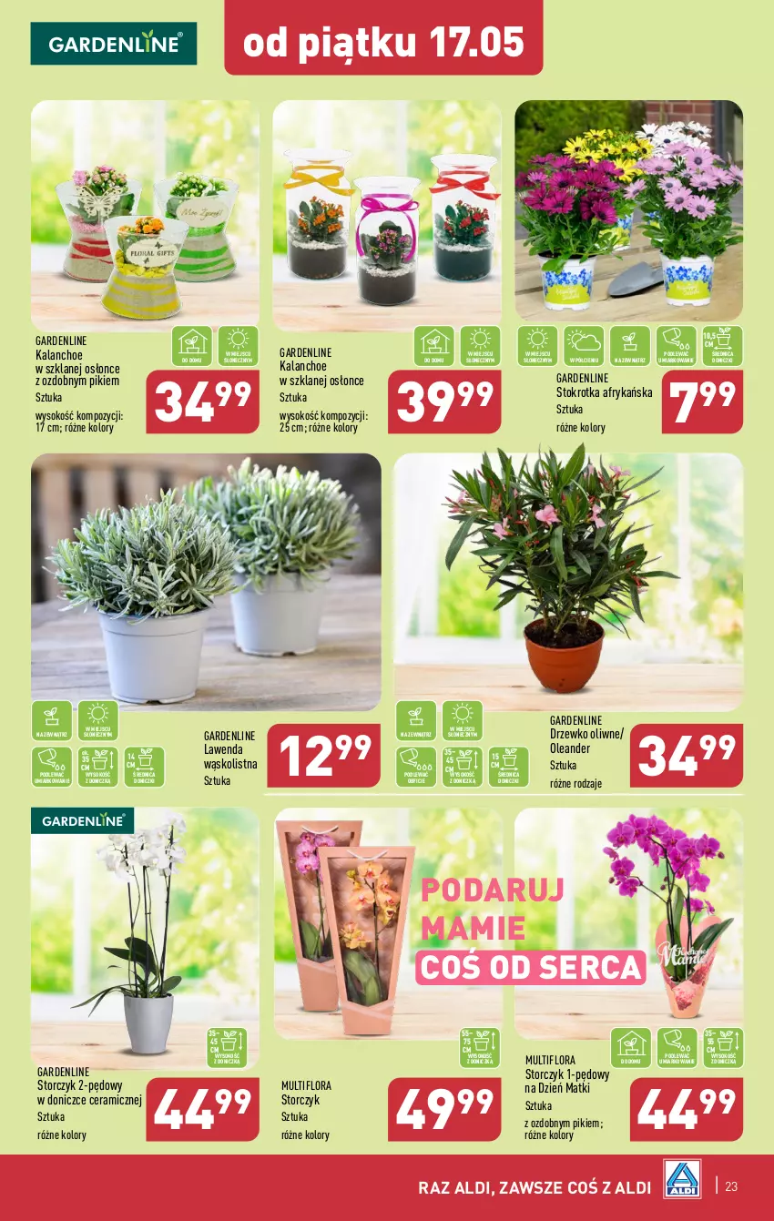 Gazetka promocyjna Aldi - Pełna oferta - ważna 13.05 do 18.05.2024 - strona 23 - produkty: Flora, Kalanchoe, Ser, Sok, Storczyk