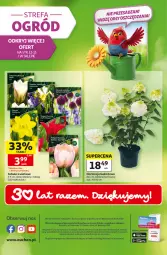 Gazetka promocyjna Auchan - Gazetka 30 Lat Hipermarket Auchan - Gazetka - ważna od 09.09 do 09.09.2026 - strona 49 - produkty: Ser, Gra, Tulipan, Brit, Tera, Tarta, Bukiet, LG, Fa