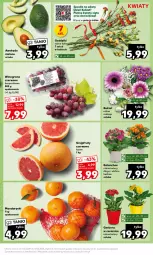 Gazetka promocyjna Kaufland - Kaufland - Gazetka - ważna od 13.03 do 13.03.2024 - strona 11 - produkty: Gerber, Kwiaty cięte, Kalanchoe, Winogrona, Wino, Grejpfrut