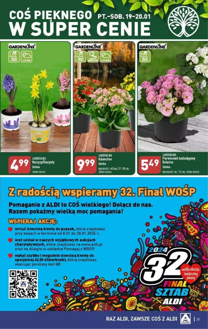 Gazetka promocyjna Aldi - ważna 15.01 do 21.01.2024 - strona 18 - produkty: Kalanchoe