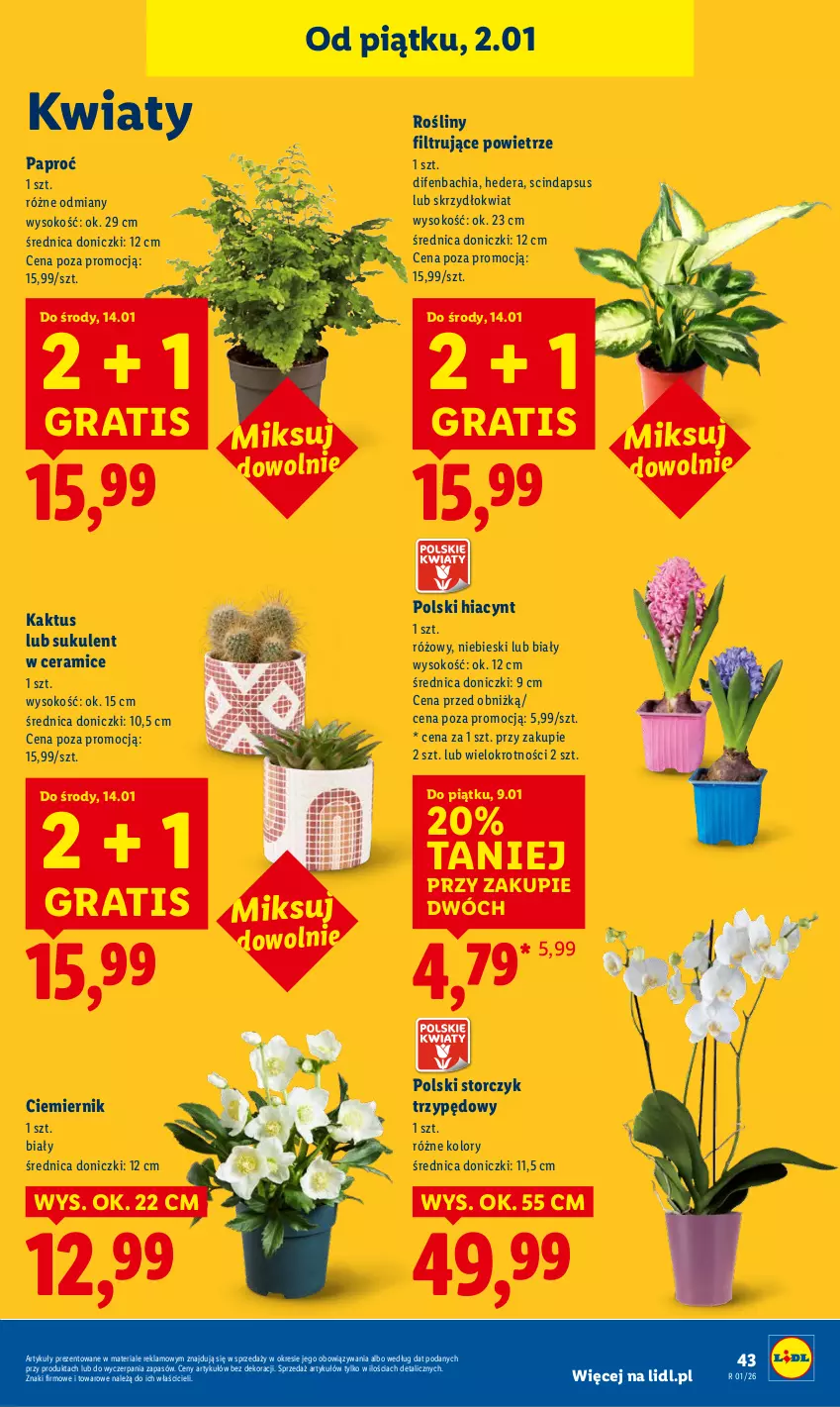 Gazetka promocyjna Lidl - GAZETKA - ważna 02.01 do 03.01.2026 - strona 45 - produkty: Chia, Gra, Hiacynt, Kaktus, NBA, Sok, Storczyk, Sukulent