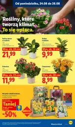 Gazetka promocyjna Lidl - Gazetka ważna od 24.08 do 26.08 - Gazetka - ważna od 26.08 do 26.08.2026 - strona 85 - produkty: Koc, Chryzantema, Kalanchoe, Tera