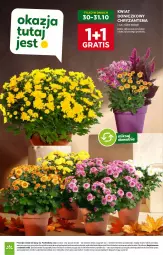 Gazetka promocyjna Stokrotka - Market - Gazetka - ważna od 05.11 do 05.11.2025 - strona 21 - produkty: Warzywa, Gra, Chryzantema, Owoce, Mięso