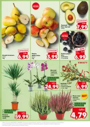 Gazetka promocyjna Kaufland - Kaufland - Gazetka - ważna od 04.09 do 04.09.2024 - strona 9 - produkty: Gin, Jeżyny, Gruszki, Storczyk, Jabłka