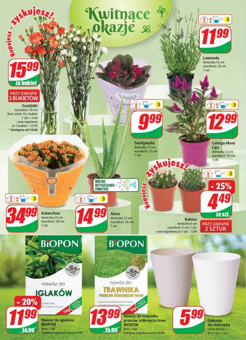 Gazetka promocyjna Dino - G24 - ważna 14.06 do 20.06.2023 - strona 18 - produkty: Bukiet, Kaktus, Kalanchoe, Sok