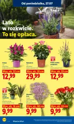 Gazetka promocyjna Lidl - Gazetka ważna od 27.07 do 29.07 - Gazetka - ważna od 29.07 do 29.07.2026 - strona 92 - produkty: Bukiet