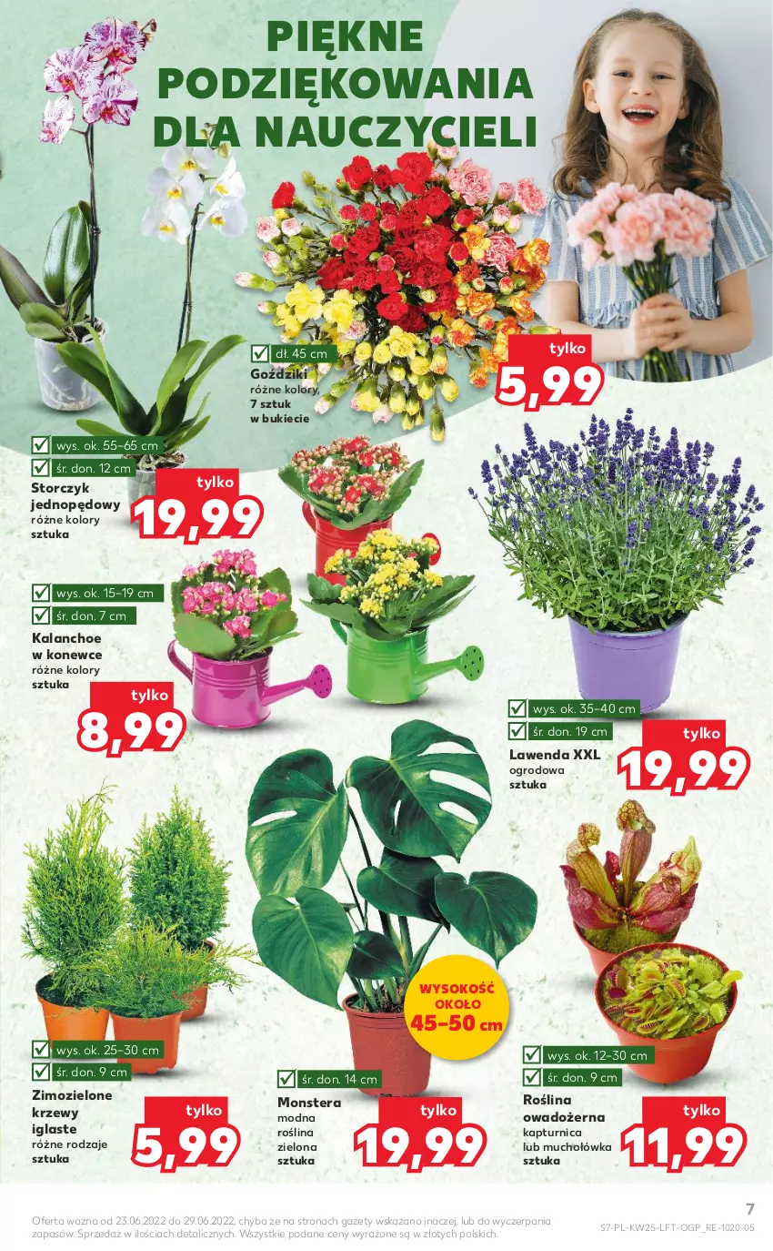 Gazetka promocyjna Kaufland - OFERTA TYGODNIA - ważna 23.06 do 29.06.2022 - strona 7 - produkty: Kalanchoe, Sok, Storczyk, Tera