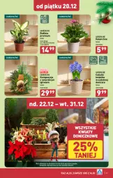 Gazetka promocyjna Aldi - Pełna oferta - Gazetka - ważna od 24.12 do 24.12.2024 - strona 35 - produkty: Kalanchoe, Tera, Lampa