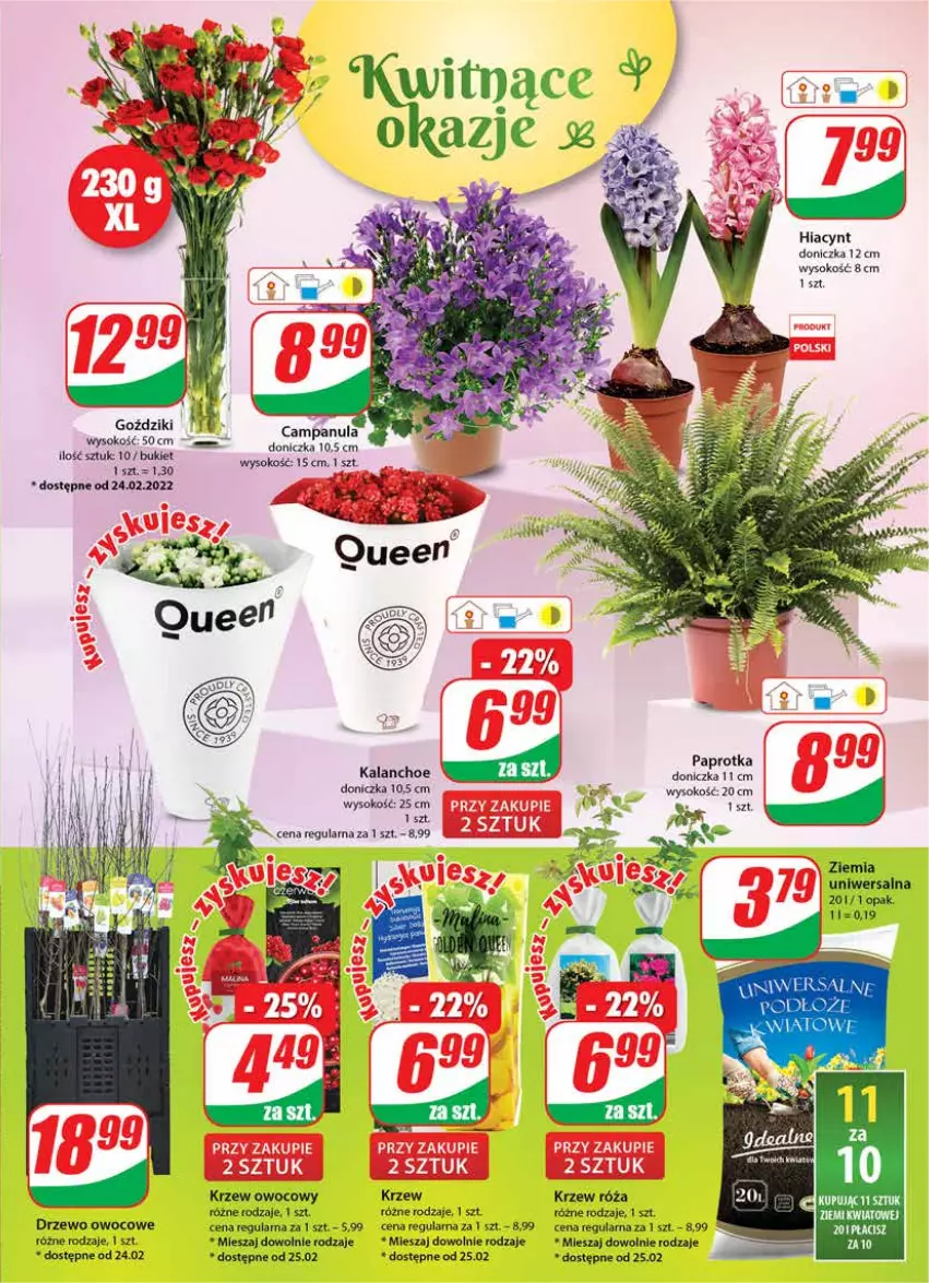 Gazetka promocyjna Dino - Gazetka - ważna 23.02 do 01.03.2022 - strona 19 - produkty: Bukiet, Campanula, Hiacynt, Kalanchoe, Róża, Sok