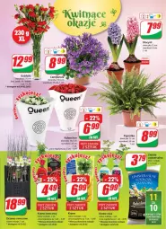 Gazetka promocyjna Dino - Gazetka - Gazetka - ważna od 01.03 do 01.03.2022 - strona 19 - produkty: Campanula, Sok, Hiacynt, Róża, Kalanchoe, Bukiet