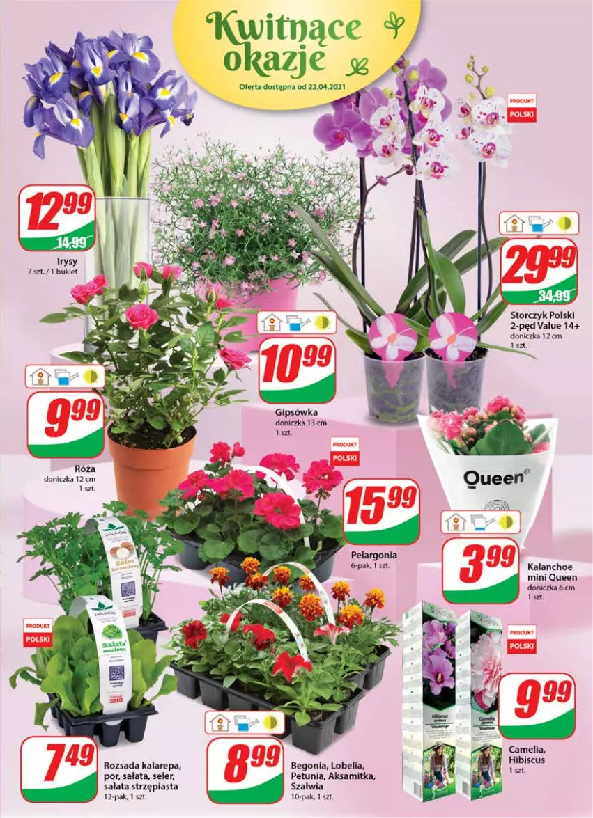 Gazetka promocyjna Dino - Gazetka - ważna 21.04 do 20.04.2021 - strona 15 - produkty: Aksam, Bukiet, Kalanchoe, Piast, Por, Róża, Sałat, Storczyk