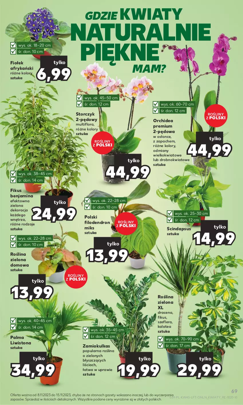 Gazetka promocyjna Kaufland - Gazetka tygodnia - ważna 08.11 do 15.11.2023 - strona 69 - produkty: Dron, Flora, Palma, Storczyk