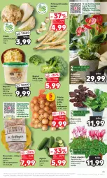 Gazetka promocyjna Kaufland - Gazetka tygodnia - Gazetka - ważna od 15.11 do 15.11.2023 - strona 31 - produkty: Cebula, Pietruszka, Seler korzeń, Ziemniaki, Bukiet, Grunt