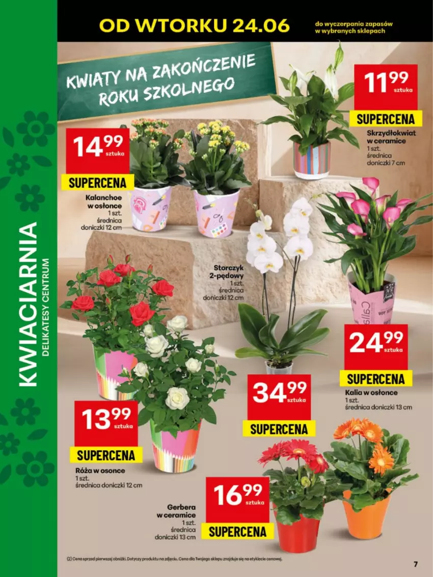 Gazetka promocyjna Delikatesy Centrum - Franczyza DC26 Poniedziałek - ważna 23.06 do 29.06.2025 - strona 7 - produkty: Gerber, Kalanchoe, Róża