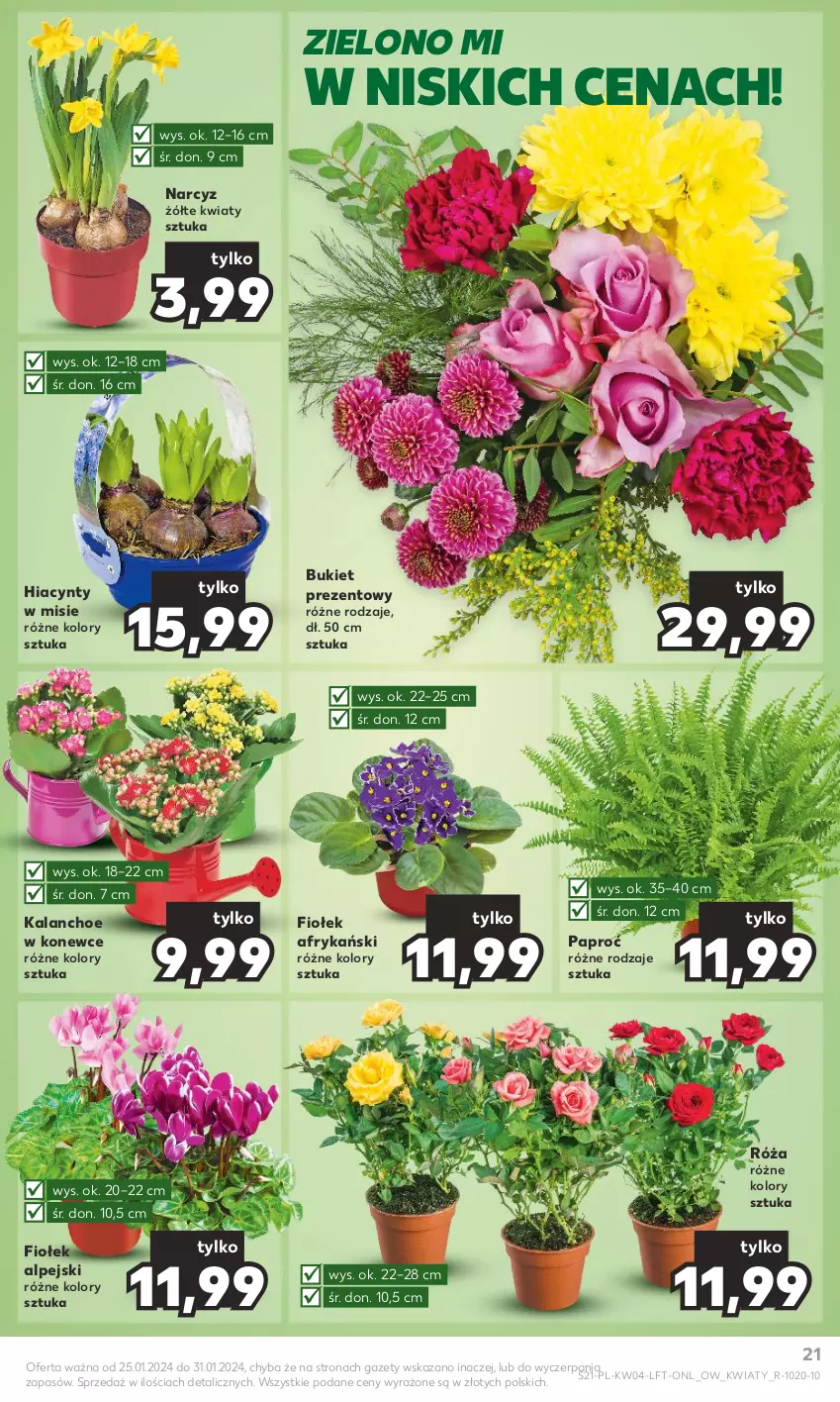 Gazetka promocyjna Kaufland - Gazetka tygodnia - ważna 25.01 do 31.01.2024 - strona 21 - produkty: Bukiet, Hiacynt, Kalanchoe, Narcyz, Róża