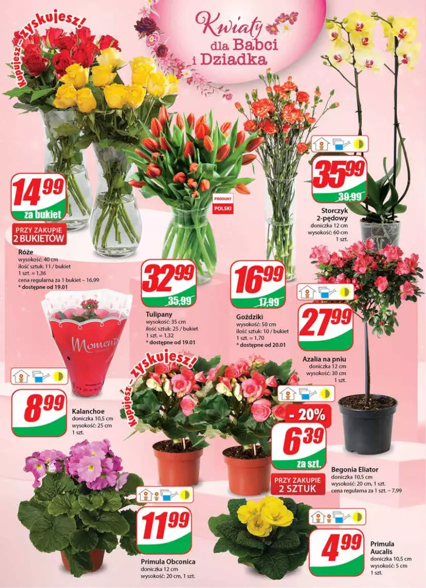 Gazetka promocyjna Dino - Gazetka - ważna 18.01 do 24.01.2023 - strona 18 - produkty: Bukiet, Kalanchoe, Primula, Sok, Tulipan