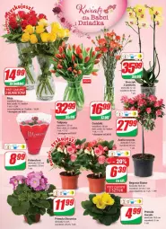 Gazetka promocyjna Dino - Gazetka - Gazetka - ważna od 24.01 do 24.01.2023 - strona 18 - produkty: Sok, Tulipan, Kalanchoe, Primula, Bukiet