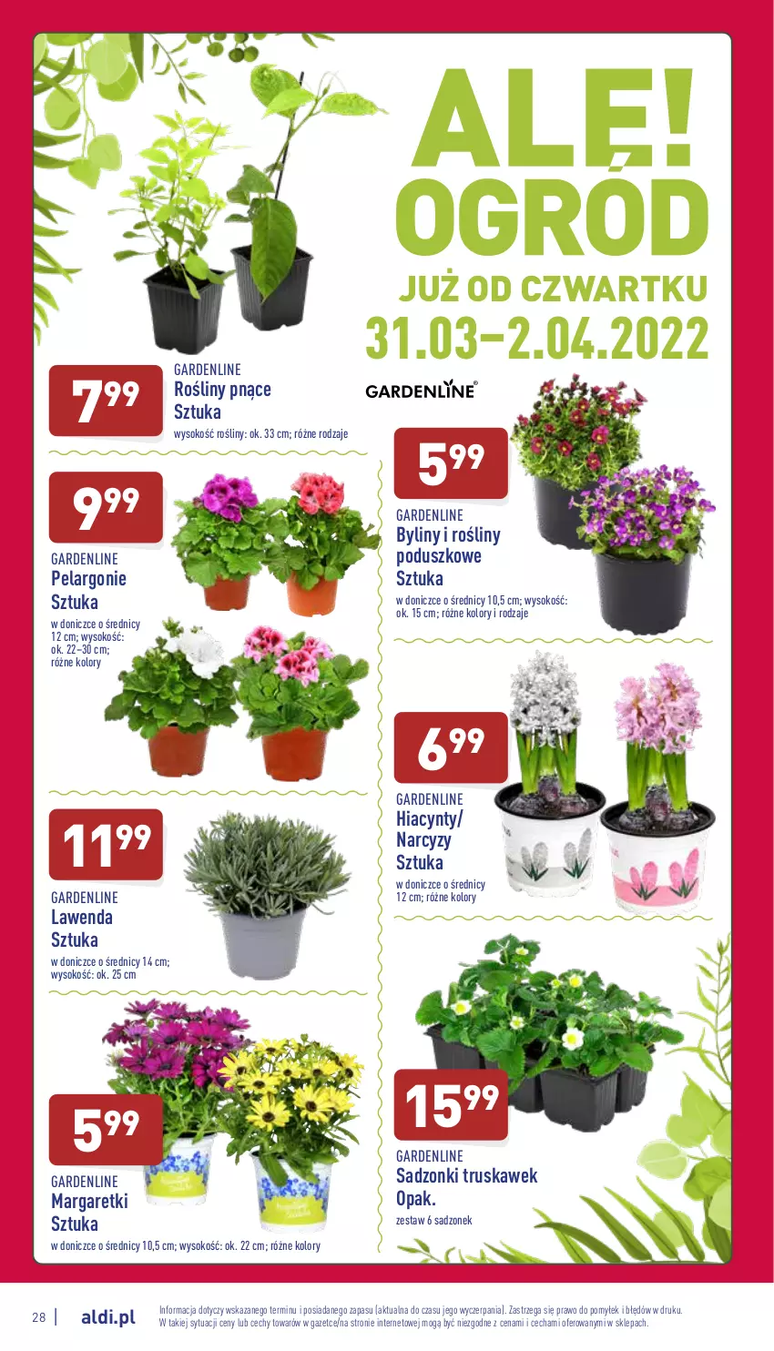 Gazetka promocyjna Aldi - Pełny katalog - ważna 28.03 do 02.04.2022 - strona 28 - produkty: Hiacynt, Narcyz, Sok