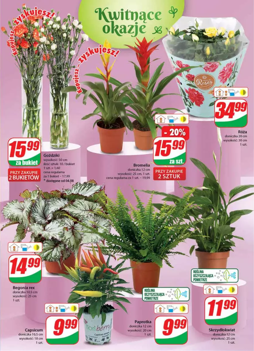 Gazetka promocyjna Dino - Gazetka 31 - ważna 01.08 do 08.08.2023 - strona 19 - produkty: Bromelia, Bukiet, Róża, Sok