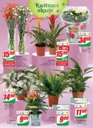 Gazetka promocyjna Dino - Gazetka 31 - Gazetka - ważna od 08.08 do 08.08.2023 - strona 19 - produkty: Sok, Róża, Bromelia, Bukiet