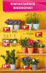 Gazetka promocyjna Biedronka - W tym tygodniu - Gazetka - ważna od 18.06 do 18.06.2022 - strona 12 - produkty: Campanula, Chryzantema, Kalanchoe