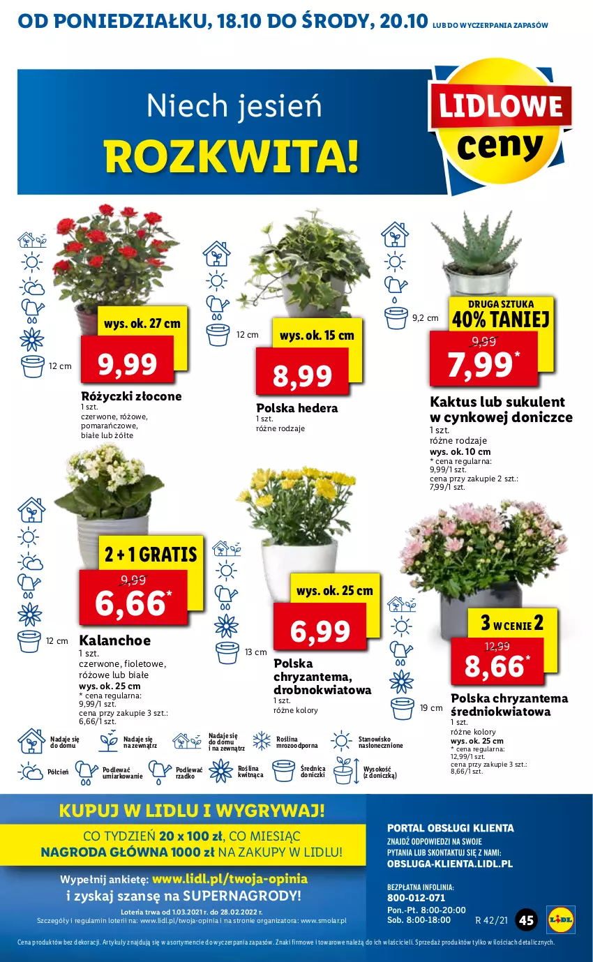 Gazetka promocyjna Lidl - ważna 18.10 do 21.10.2021 - strona 45 - produkty: Chryzantema, Cień, Cynk, Gra, Gry, Kaktus, Kalanchoe, Mola, O nas, Por, Sok, Sukulent