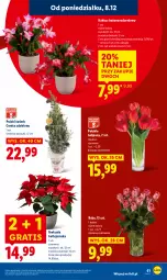 Gazetka promocyjna Lidl - GAZETKA - Gazetka - ważna od 10.12 do 10.12.2025 - strona 69 - produkty: Sok, Gra, Tulipan, Kaktus, Gwiazda, Bukiet
