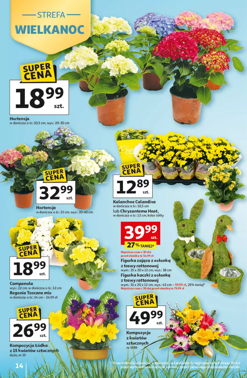 Gazetka promocyjna Auchan - Gazetka 30 Lat Hipermarket Auchan - ważna 19.03 do 25.03.2026 - strona 14 - produkty: Campanula, Chryzantema, Fa, Kalanchoe